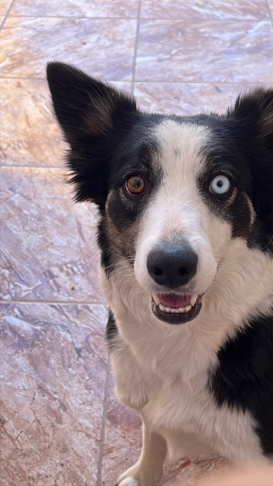 Oreo - Unidad Canina Tercera Compañía